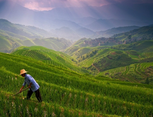 Best Rice Terraces in Ubud with Beautiful Landscape