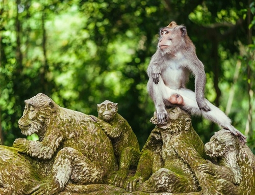Tourist Attractions in Ubud Bali Must Visit and Beautiful
