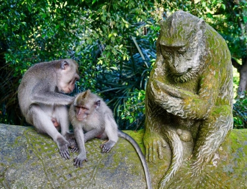 Sacred Monkey Forest Sanctuary Ubud